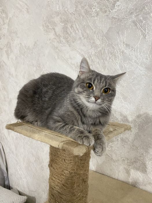 Отдадим кошечку(девочка) в хорошие руки
