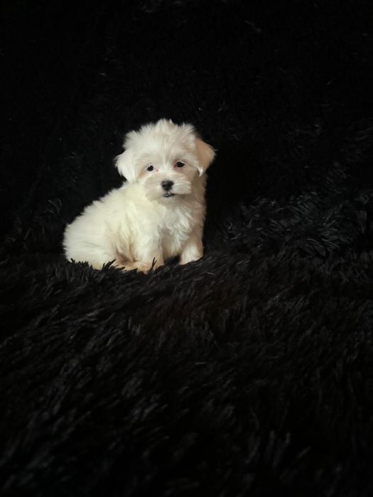 Bichon maltez mini toy fetita