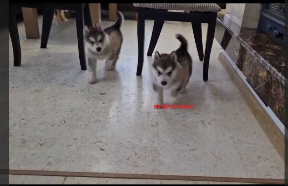 Прекрасен малък Аляски маламут търси своето любящо семейство