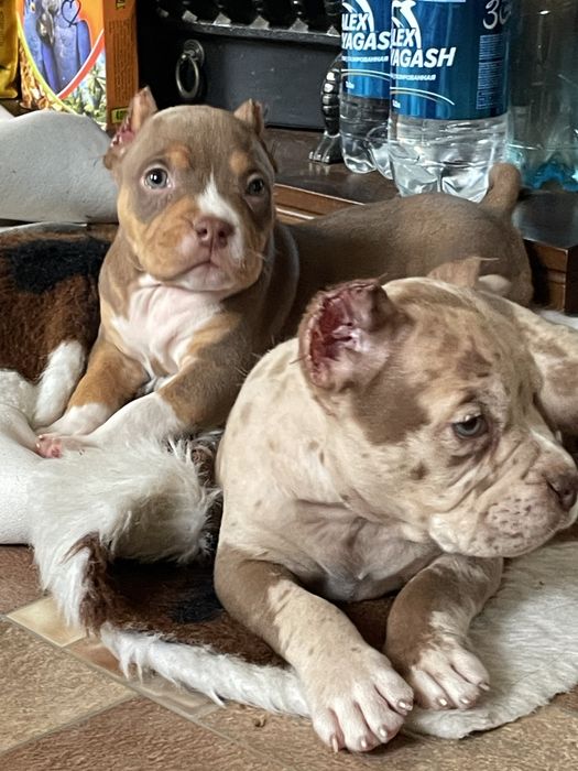 Американский булли