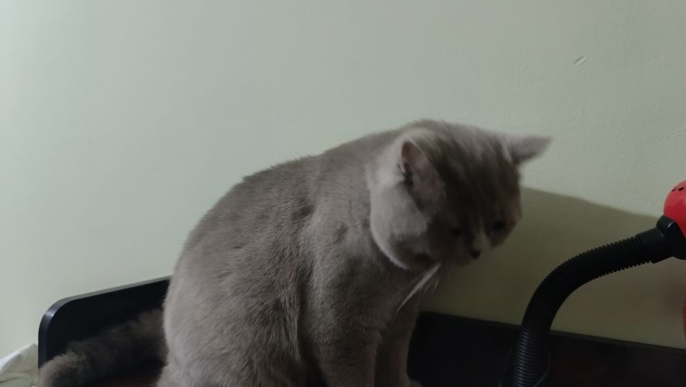 сотилади тоза кон британец