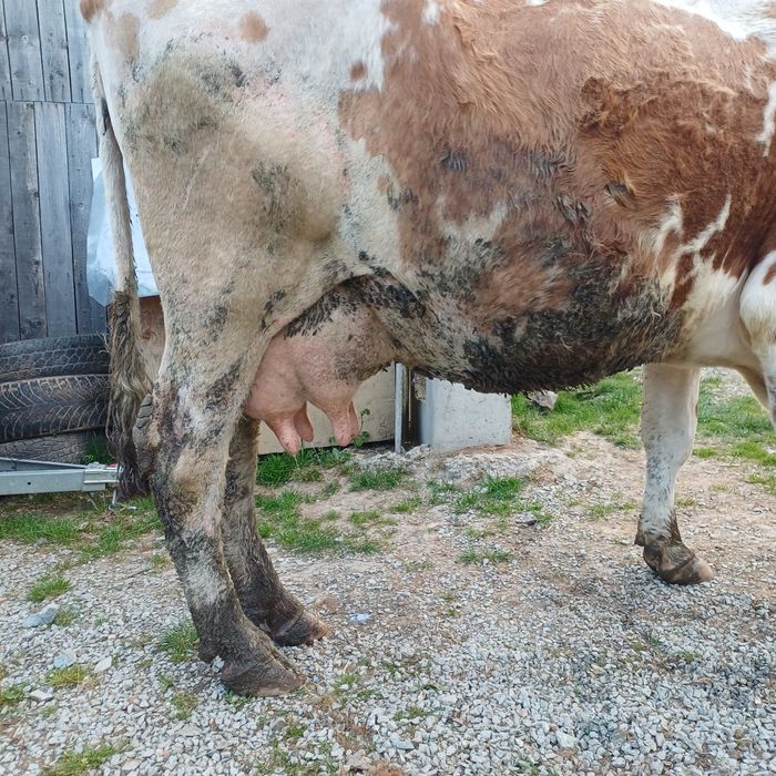 Vând vaca bălțată