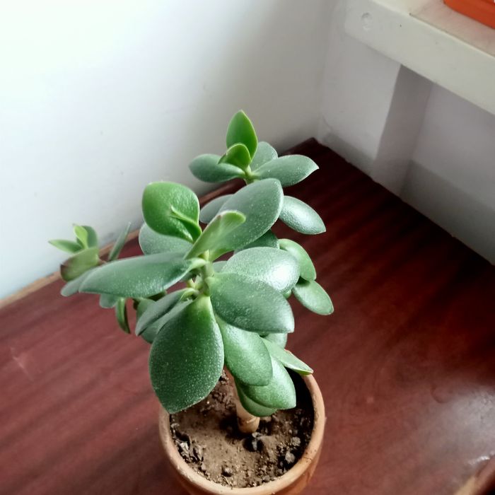 Продам комнатные растения