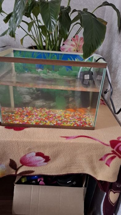 Продам рыбы. 3шт