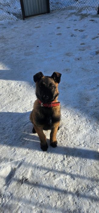 Продам щенка Малинуа