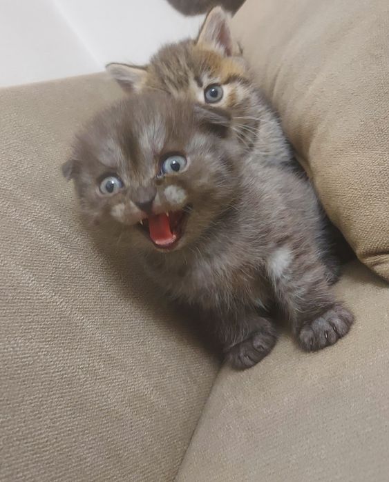 Шотландские котята