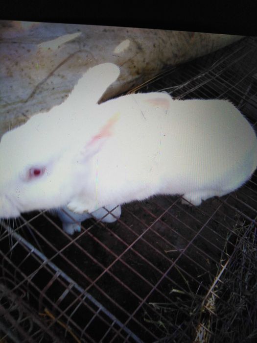 Iepuri 3 femele și 1 mascul