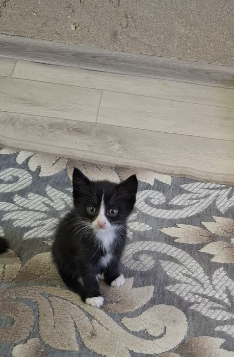 Отдам котят 2 девочки и мальчик