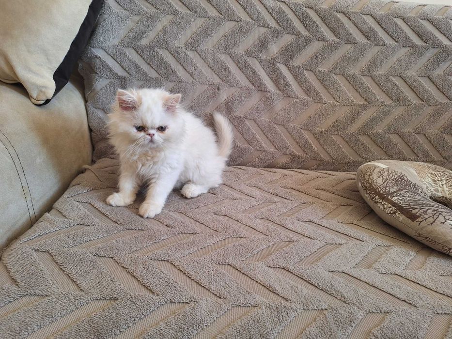 Персийски котенца