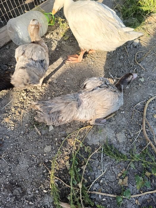 Индаутка,тауықтар сатылады