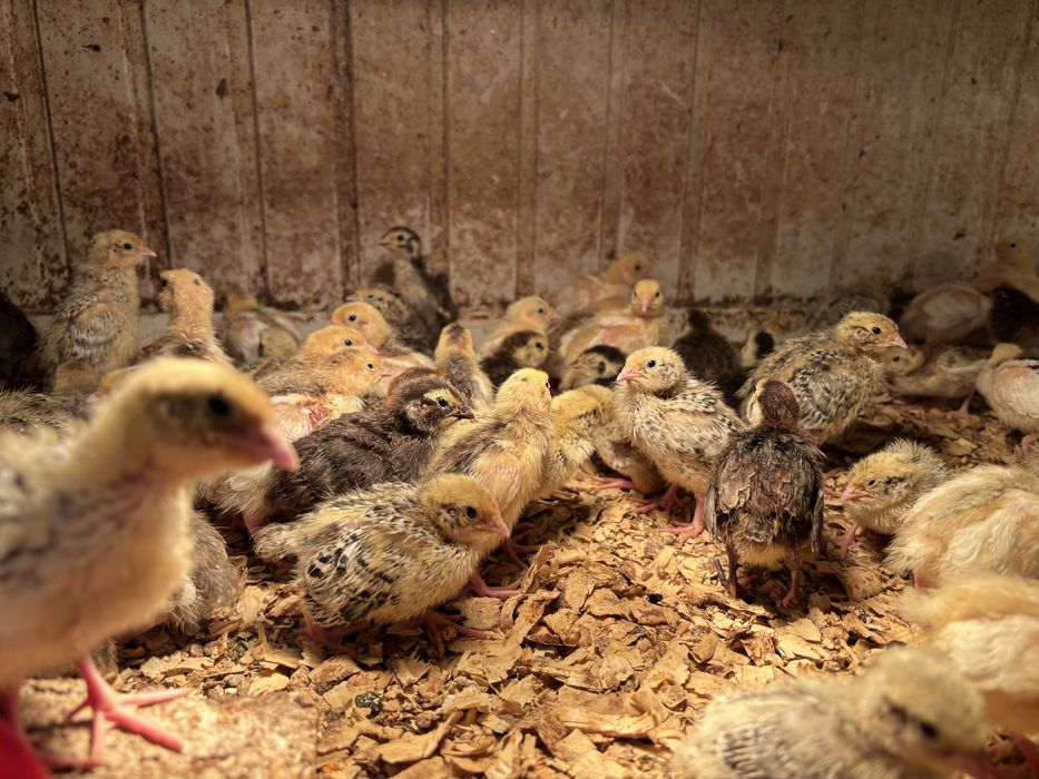 Пъдпъдъци маджурски,японски,селадона,фараон,китайски