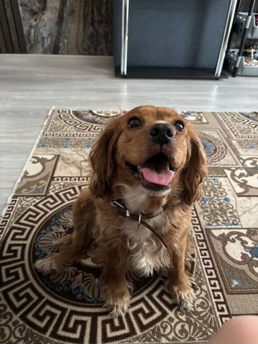 Продам щенят спаниель