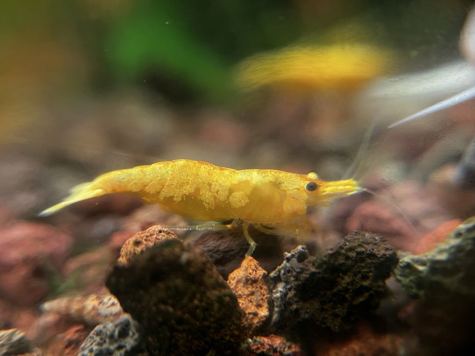 20 + 8 gratis Mix neocaridina creveti Blue Red Yellow Orange Sakura