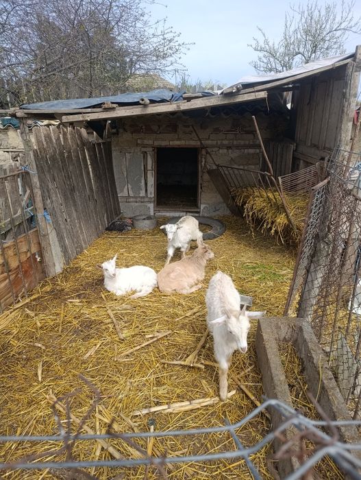 Vând doi țapi și două ieduțe.