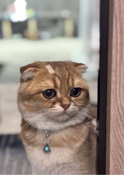 Dachadagi rus mushuki