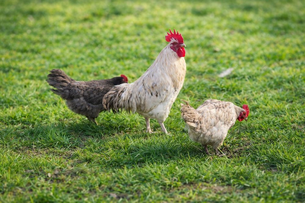 Оплодени Яйца от , Шведски Исбар 0.80€