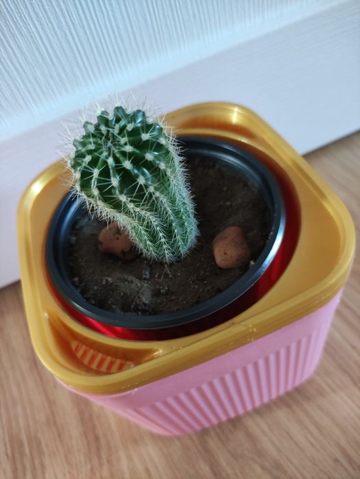 Кактус украсит ваш дом