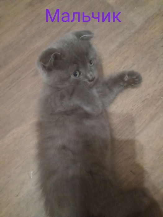 Британские котята