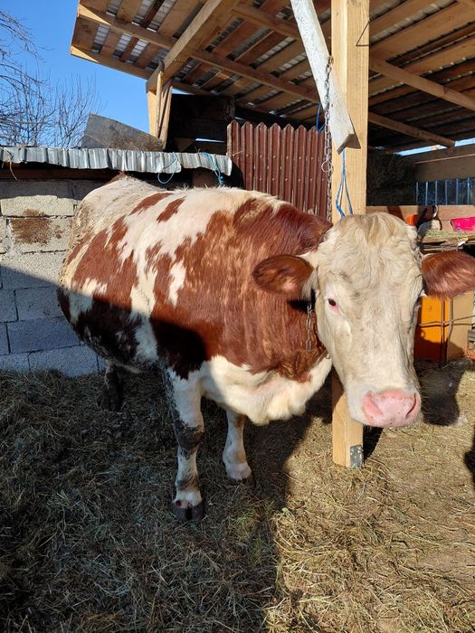 Vând vaca gestanta urgent