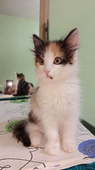 Котенок  девочка