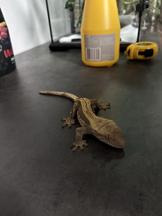 Crested gecko doua nuante
