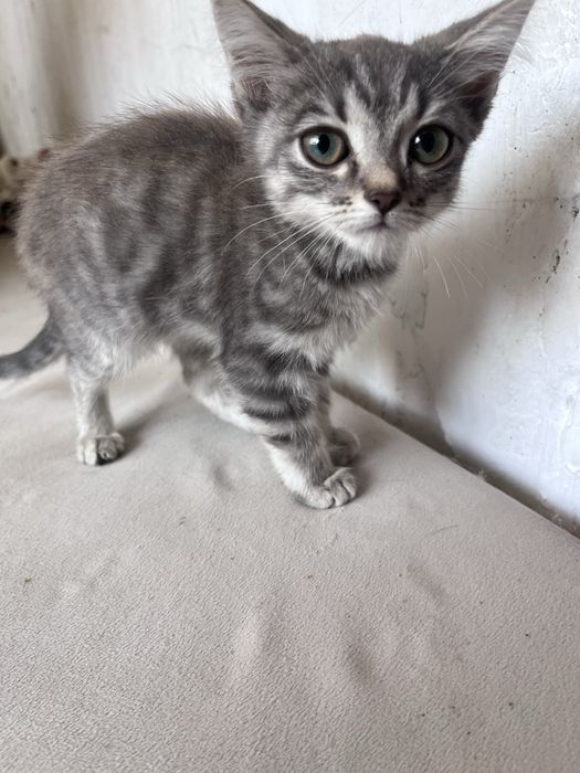 Отдам красивых котят