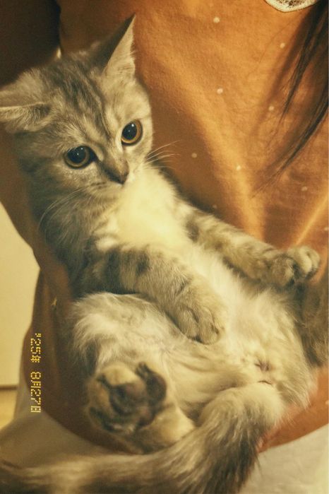 Продается кошки породистая