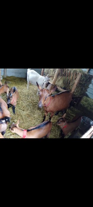 Vând capre rasa alpina franceza