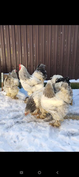 Oua incubat cu precomanda