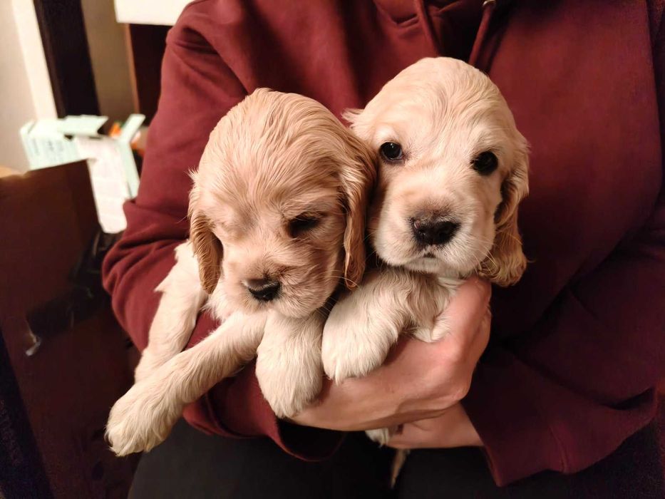 Продавам най-хубавите кокери.