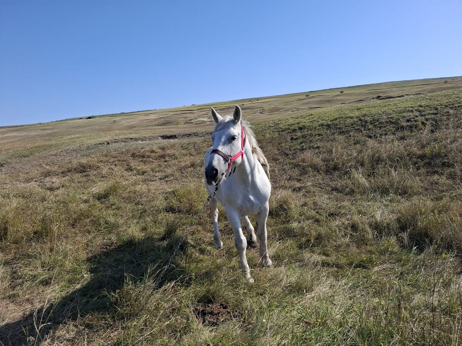 Iapă semigreu românesc