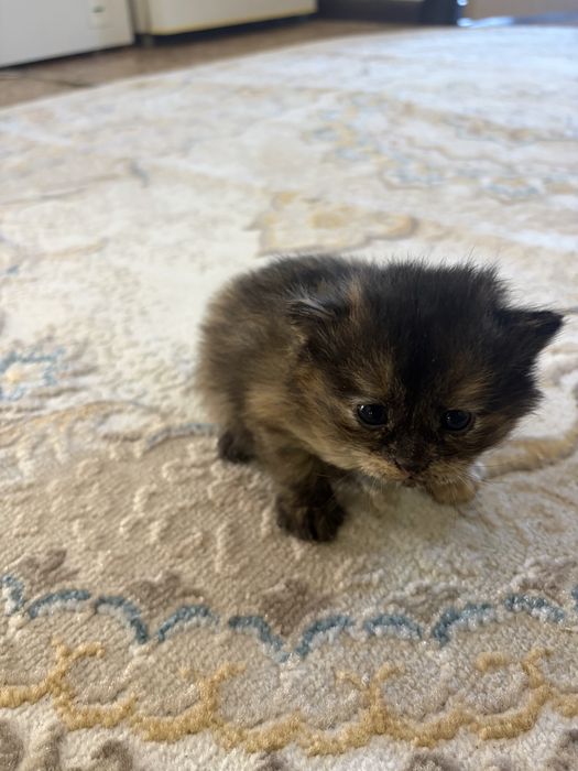 Котят в хорошие Руки
