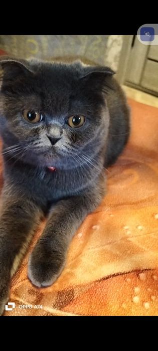 Требуется роскошный жених на вязку.Кошка на вязку