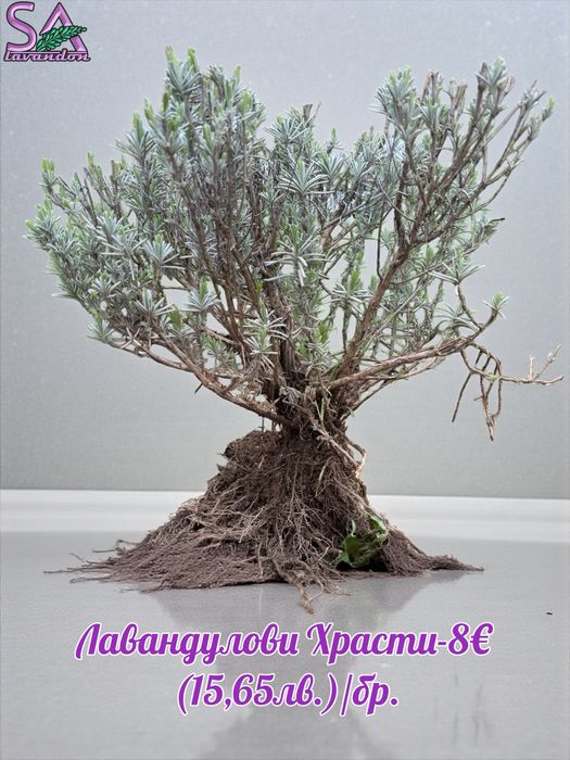 Мурсалски чай-разсад,лавандула,маслодайни рози,лавровишна…