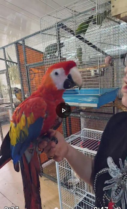 Продам попугаев ара