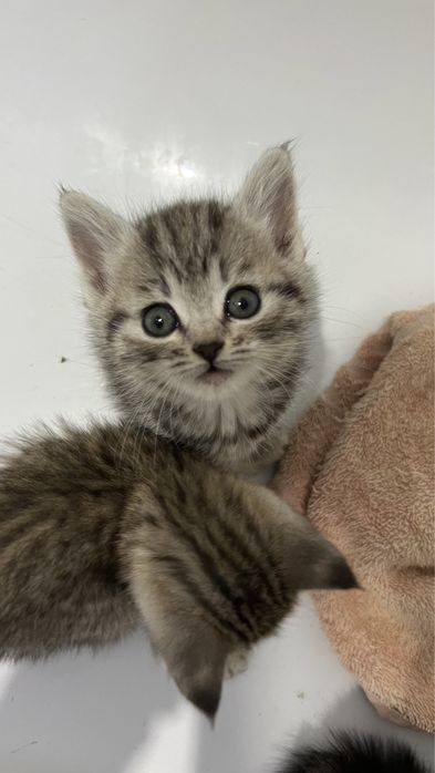 Продам котят в добрые руки