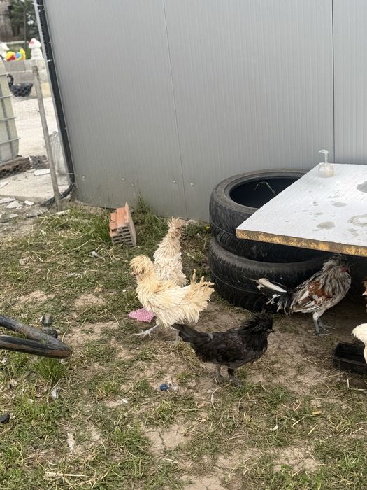 Motata olandeza , paduana cocosi