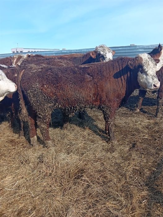 Бұқалар сатылады