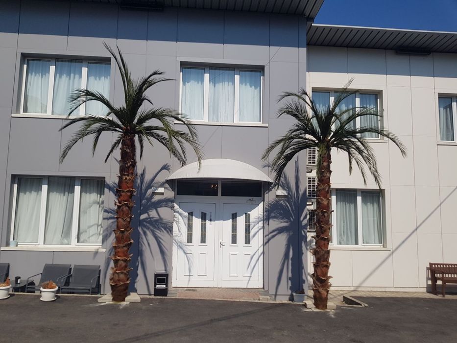 Палми с естествени листа