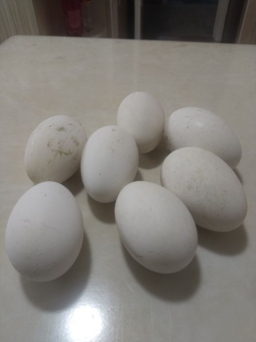 Гусиные яйца от домашних серых гусей