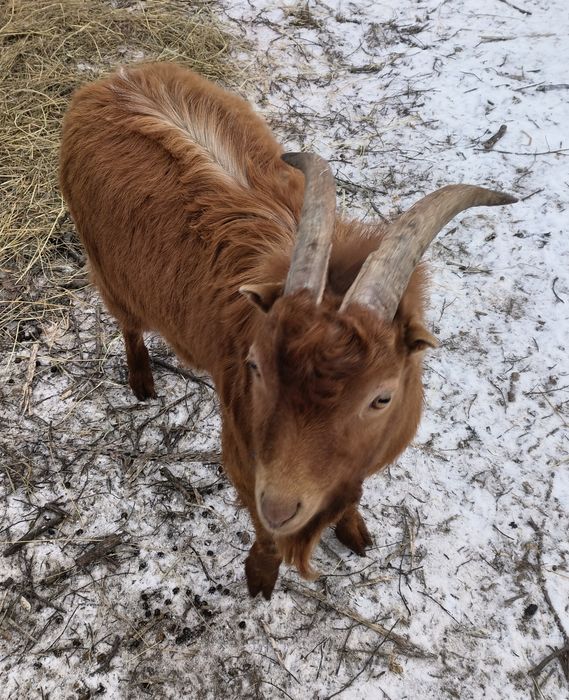 Țap tanar de vânzare