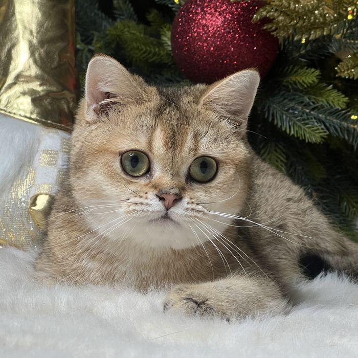 Девочка  золотая шиншилла