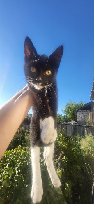 Отдам котят только в добрые руки !