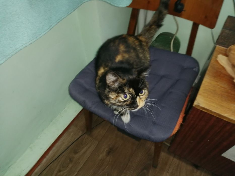 Необычная красотка