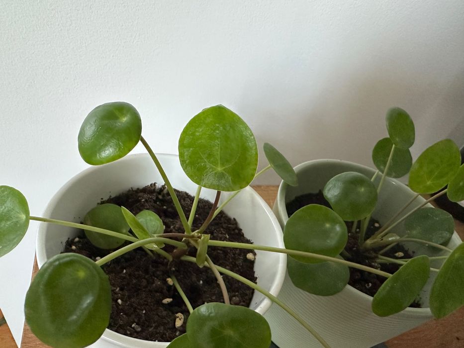Цвете Пилея “Паричка” Pilea Peperomioides