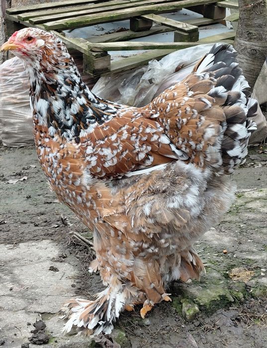 Disponibile gaini brahma