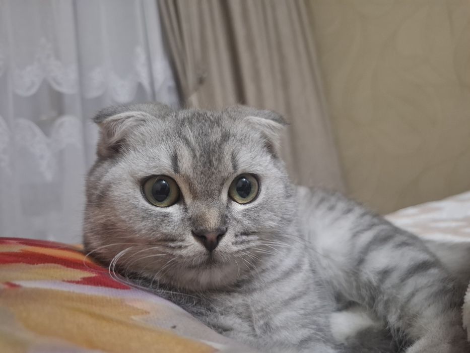 Продам кота скоттиш-фолд