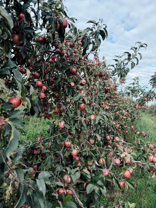 Vand mere româneşti de consum