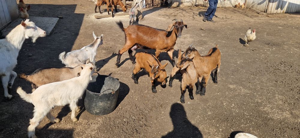 Vand iedute alpin francez