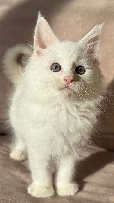 Продаются Котята Мейн-кун  от 150000тг